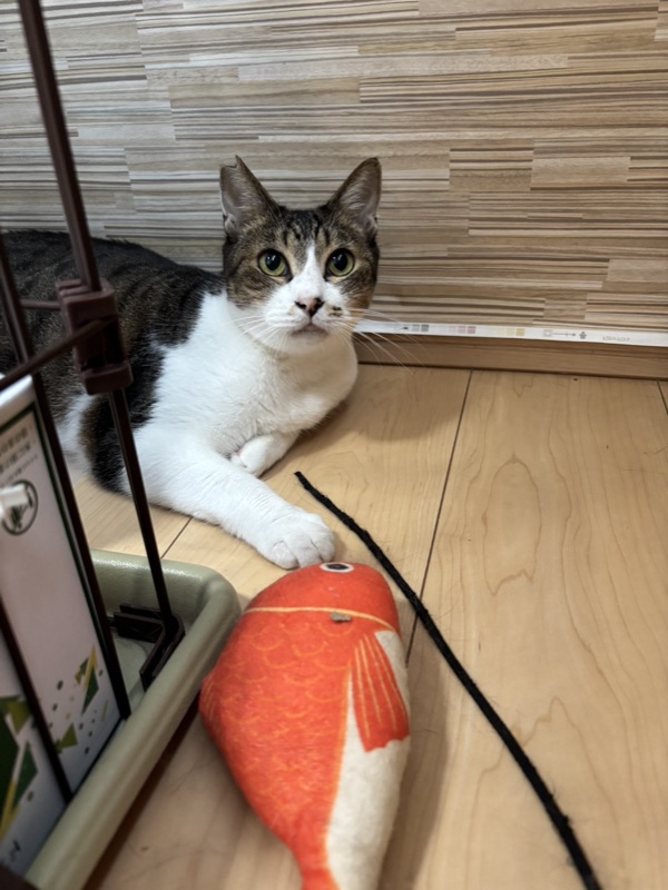カレピの写真