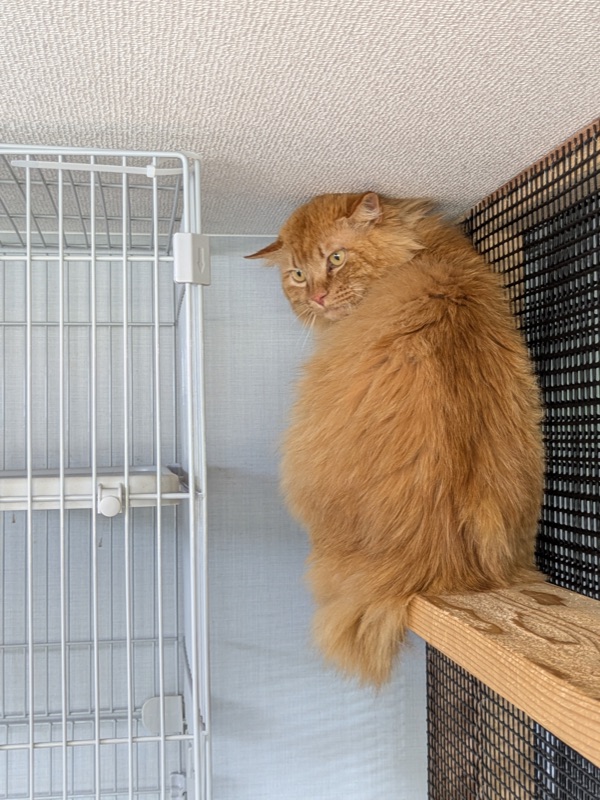 レオンの写真