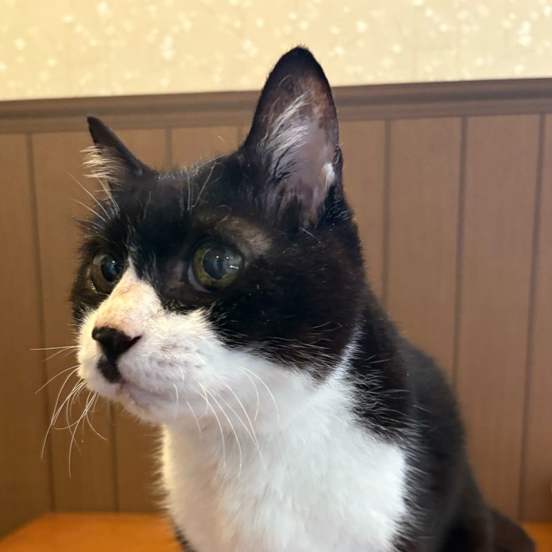 メイの写真