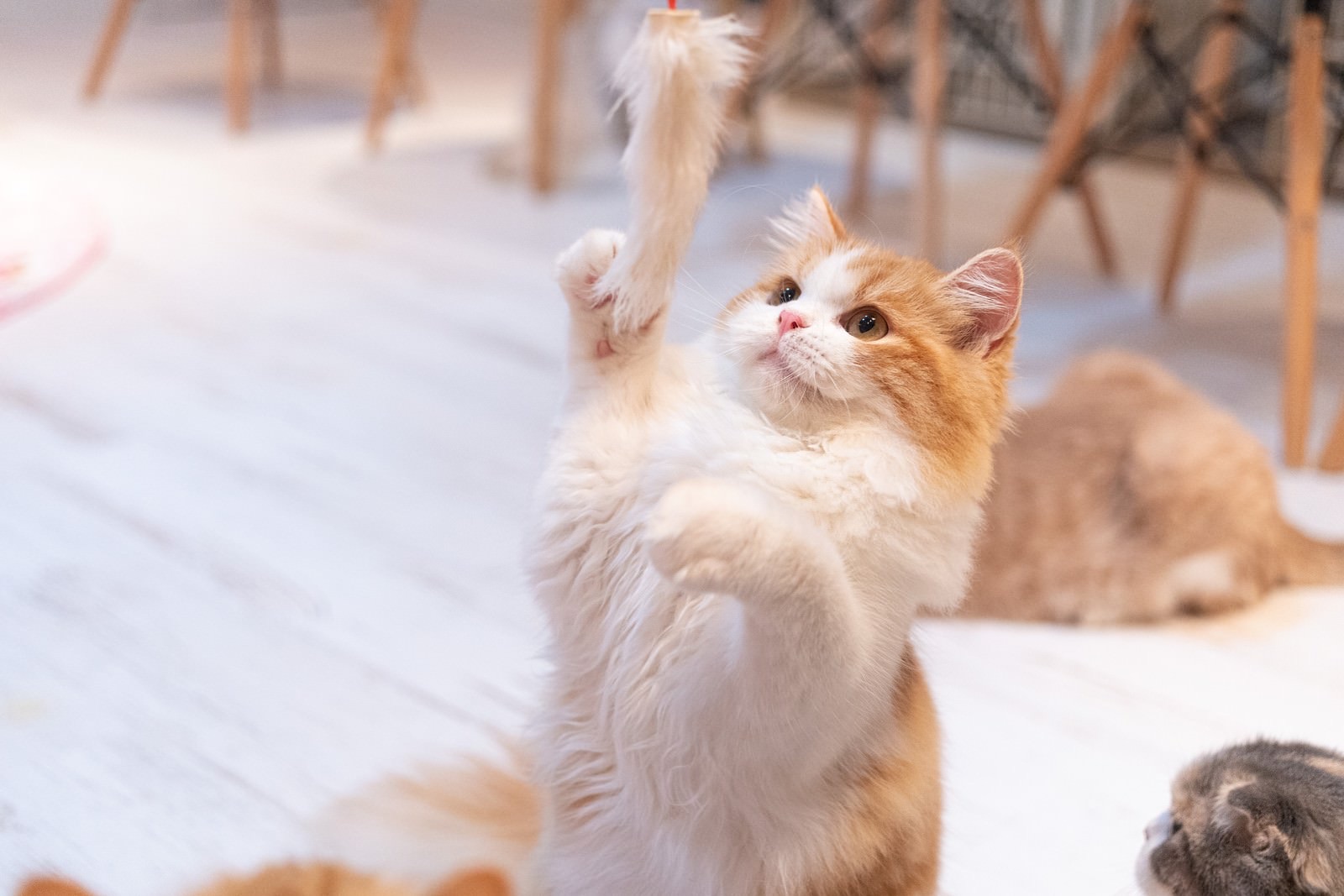 おもちゃで遊ぶ保護猫
